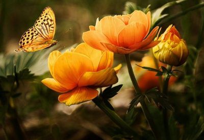 Recuperar la lengua de las mariposas