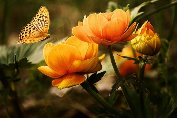 Recuperar la lengua de las mariposas