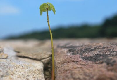 ¿Quién evalúa el currículo? La grieta del sistema educativo